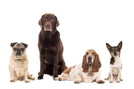 Group of various breeds of elderly senior dogs isolated on a white background