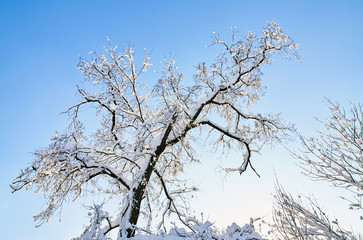 Fototapeta na wymiar Winter tree in snow on blue sky background. Snow covered trees.