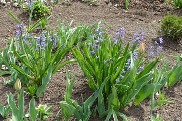 Obraz premium Bluish purple flowers of Hyacinthus orientalis in April