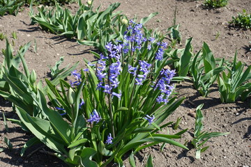 Purplish blue flowers of Hyacinthus orientalis in April