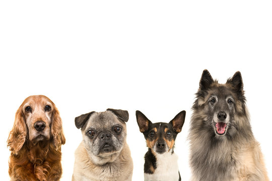 Portraits of various breeds of elderly senior dogs isolated on a white background