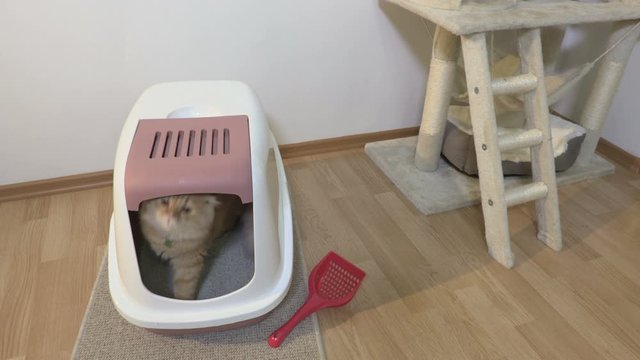 Cat Using Toilet, Cat In Litter Box