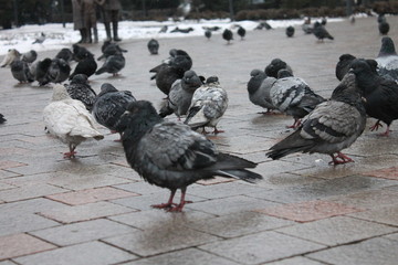 Fototapeta premium pigeons on fence