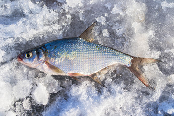Silver bream lying on the ice. Fishing in winter with ice on the jig.