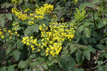 Half opened yellow flowers of Mahonia aquifolium in April