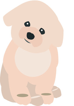 Labradoodle puppy. Cute Illustration. Vector image. Isolated.