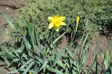 A flower and a bud of yellow narcissus in April