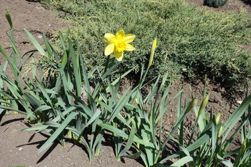 Closed buds and opened yellow flower of narcissuses in April