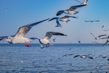 Fototapeta na wymiar Seagulls bird flying over the sea with beautiful sunset on evening twilight sky landscape background