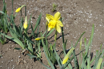 Yellow flower and closed buds of narcissuses in April