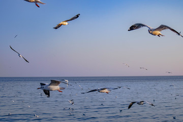 Seagulls bird flying over the sea with beautiful sunset on evening twilight sky landscape background