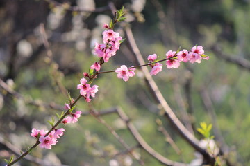 Rametto con fiori rosa