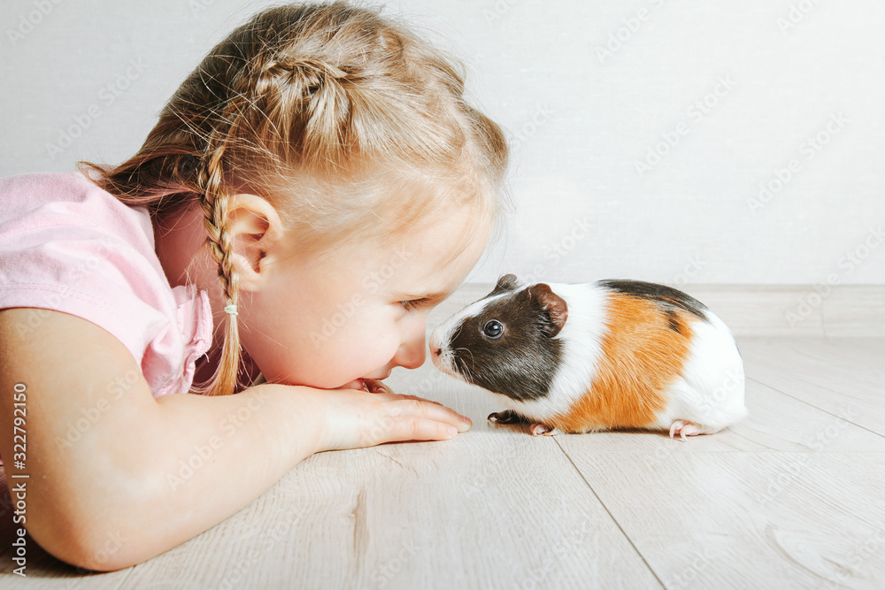 Wall mural girl holding a guinea pig in her arms, on a black background. a lot of joy and fun