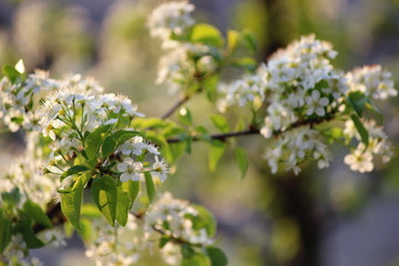 Rami carichi di fiori bianchi