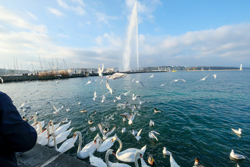 Geneva / Switzerland - december 20 2019 : swan waiting for food on Lake Geneva in front of the water jet