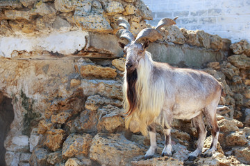 Obraz premium Siberian mountain goat