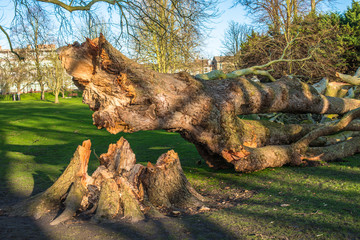 London plane tree damage on Jesus Green from Storm Ciara. The trees on Jesus Lock to Midsummer Common path have been there since 1913. Cambridge. UK.