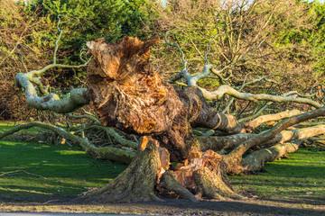 London plane tree damage on Jesus Green from Storm Ciara. The trees on Jesus Lock to Midsummer Common path have been there since 1913. Cambridge. UK.
