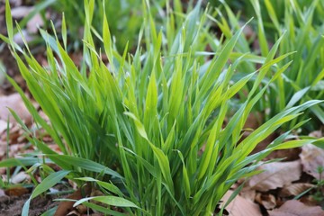 むぎの葉　新鮮　緑　畑