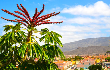 Schefflera Actinophylla also called as Umbrella tree or Amate in the park of Tenerife,Canary Islands,Spain.Tropical exotic plants concept with copy space.Selective focus.