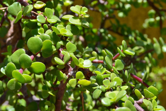 Portulacaria afra or Spekboom, Elephant Bush, Porkbush is a small-leaved succulent plant native from South Africa.Selective focus.