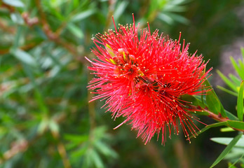 Red Callistemon tropical flowers in the garden of Tenerife,Canary Island, Spain.Bottlebrush or Little John exotic plant.Selective focus.