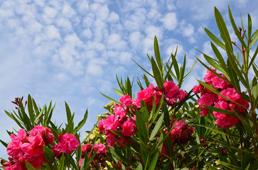 Oleander nerium beautiful pink flowers on a blue cloudy sky background .Selective focus.