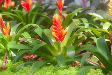 Close-up red pineapple tree with green leaves.