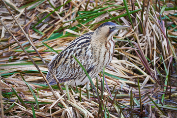 Rohrdommel (Botaurus stellaris) im Schilf