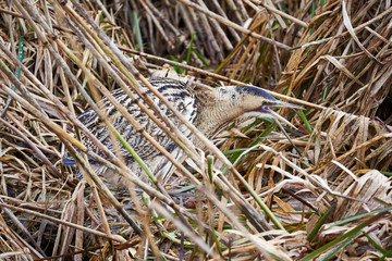 Rohrdommel (Botaurus stellaris) im Schilf gut getarnt