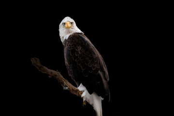 The bald eagle was chosen June 20, 1782 as the emblem of the United States of America, because of its long life, great strength and majestic looks, and also because it to exist only on this continent.