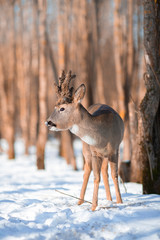 European roe deer in the winter forest