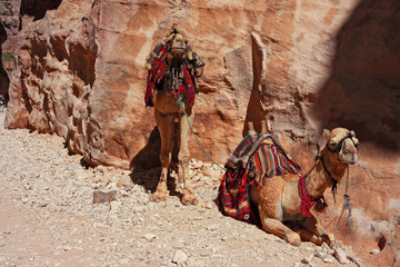 Some Bedouin camels in the panorama of rocky mountain
