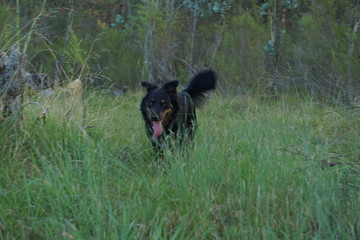 Perros corriendo en el campo