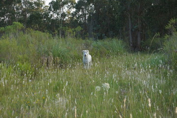 Perros corriendo en el campo