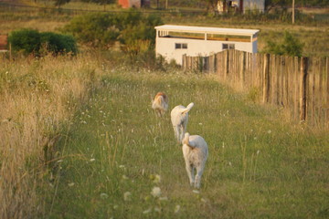 Perros corriendo en el campo