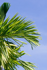 bright green leaves of a large palm tree against the sky
