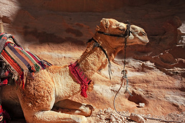 Some Bedouin camels in the panorama of rocky mountains and red sand in the Jordanian desert of Wadi...
