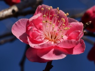 紅梅の花