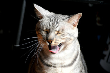Funny cat