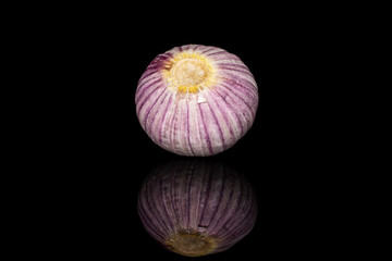 One whole fresh purple single clove garlic isolated on black glass