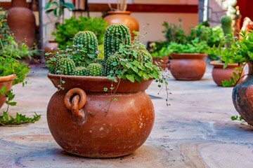 Cactus en maseta para decoración 