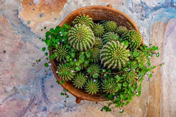 Cactus en maseta para decoración 