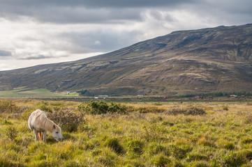 Obraz premium Alone horse in Iceland