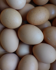 Fresh organic chicken eggs from a poultry