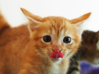 Cuteness of kittens close up, cat beautiful