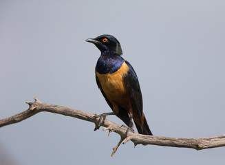 Hildebrandts Starling seen at Masai Mara in Kenya, Africa