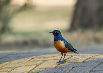 Hildebrandts Starling seen at Masai Mara in Kenya, Africa