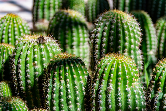 Cactus en maseta para decoraci&oacute;n 