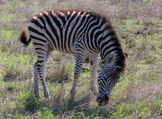 Fototapeta na wymiar zebra foal